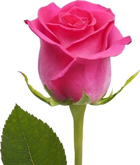 rosa cotton onlyfans